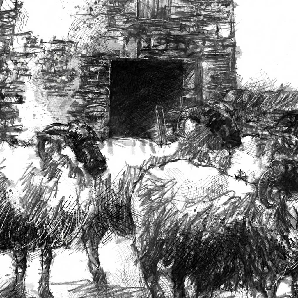 Sheep barn