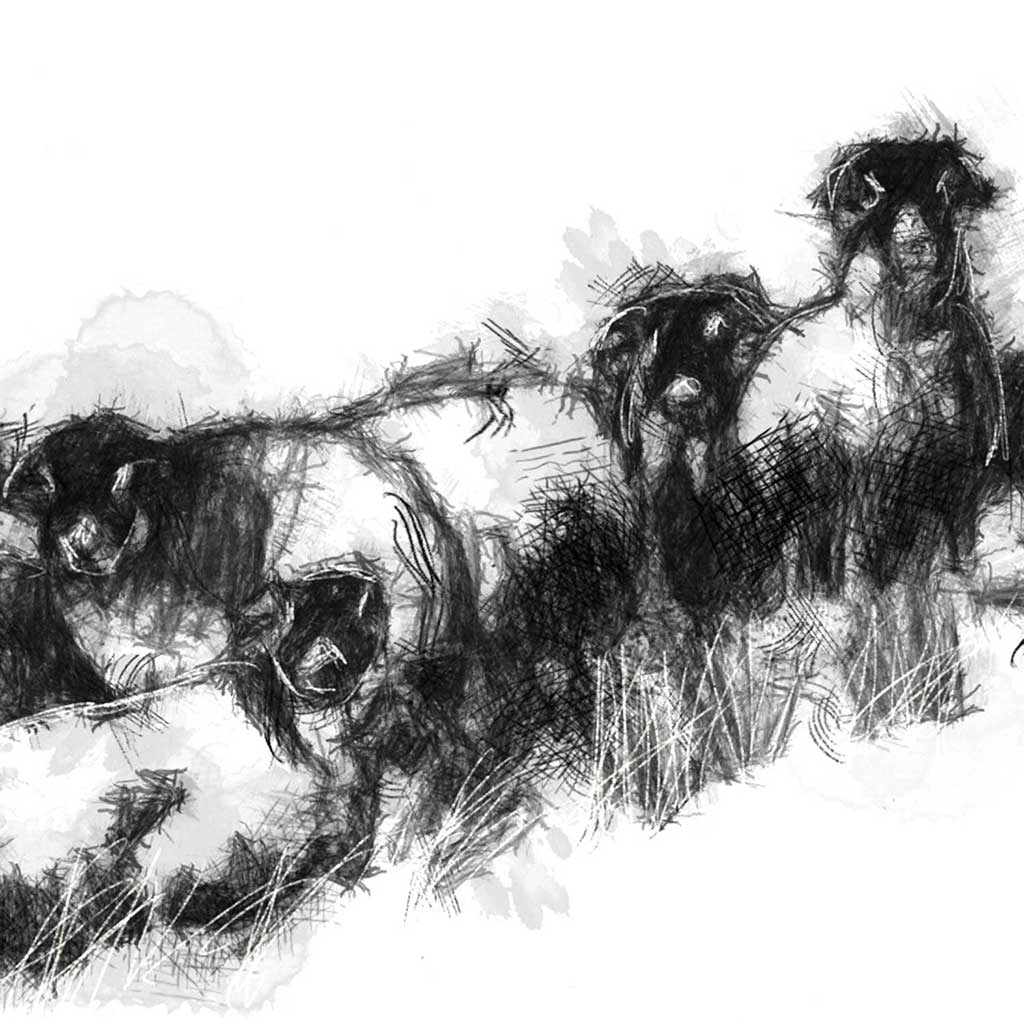 Flock