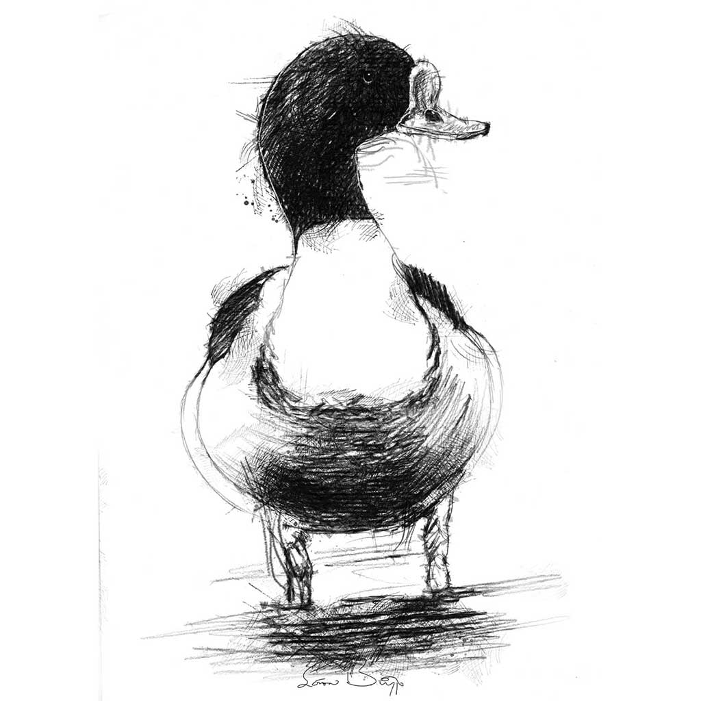 Shelduck