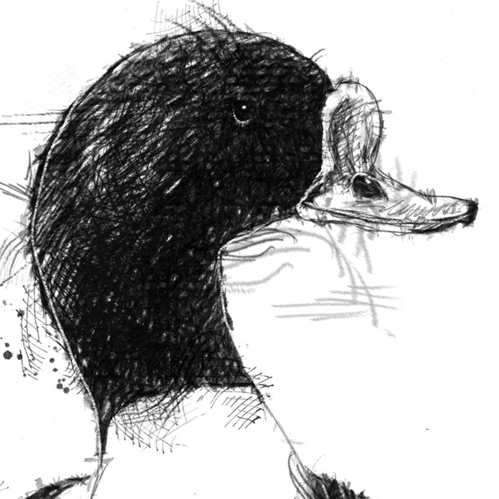 Shelduck
