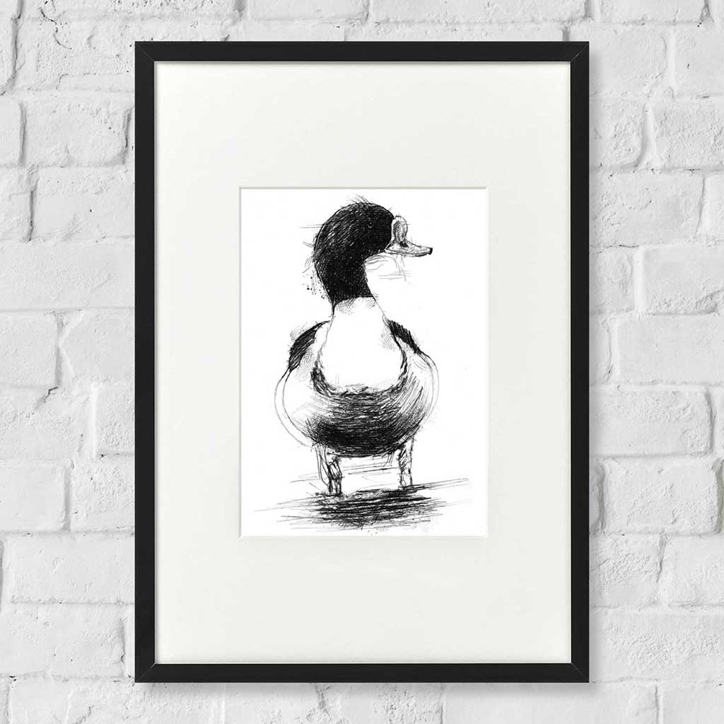 Shelduck