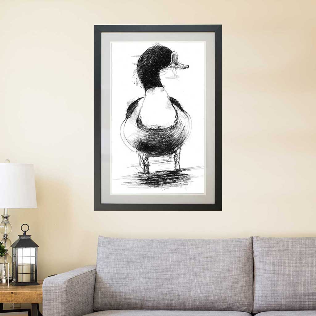 Shelduck