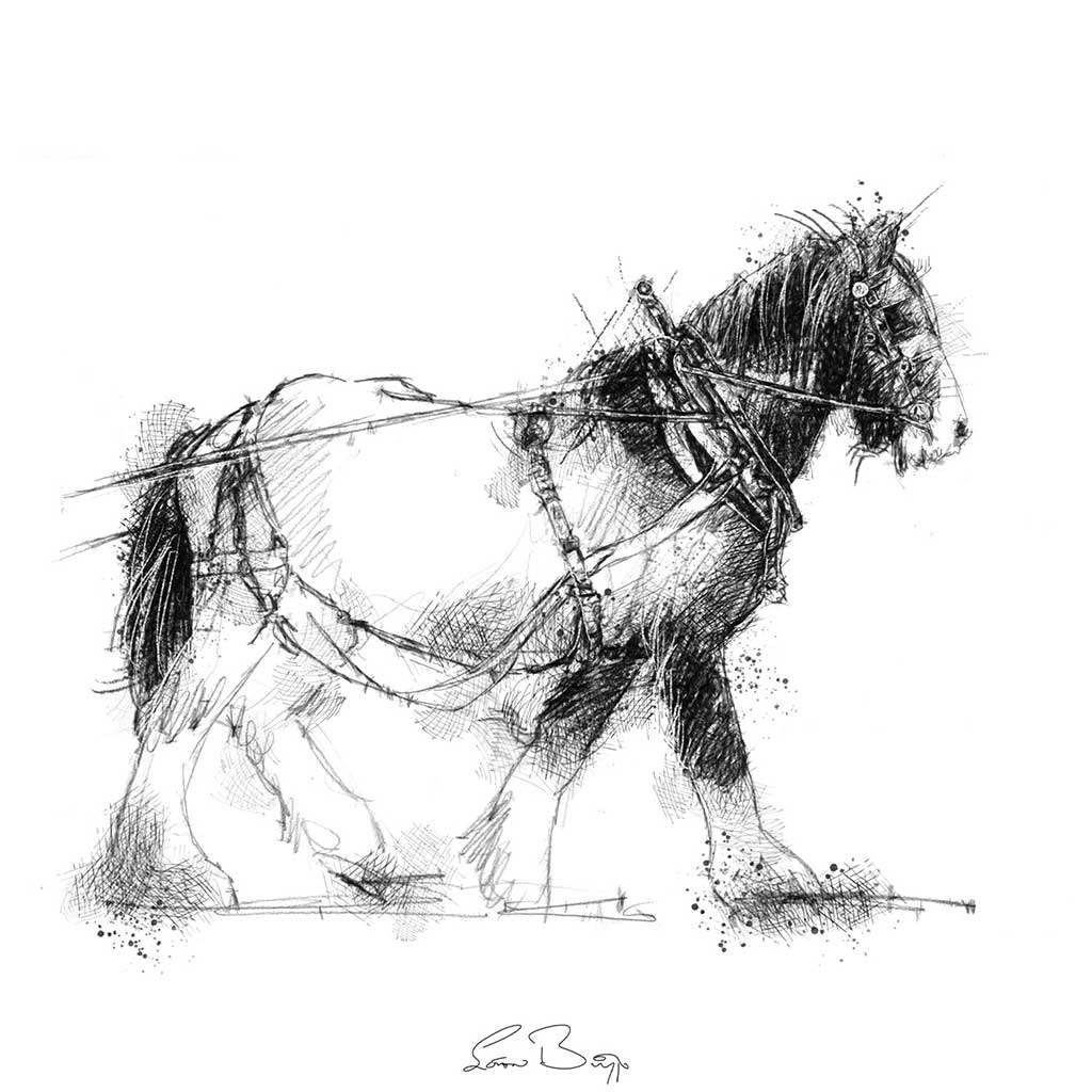 Shire horse