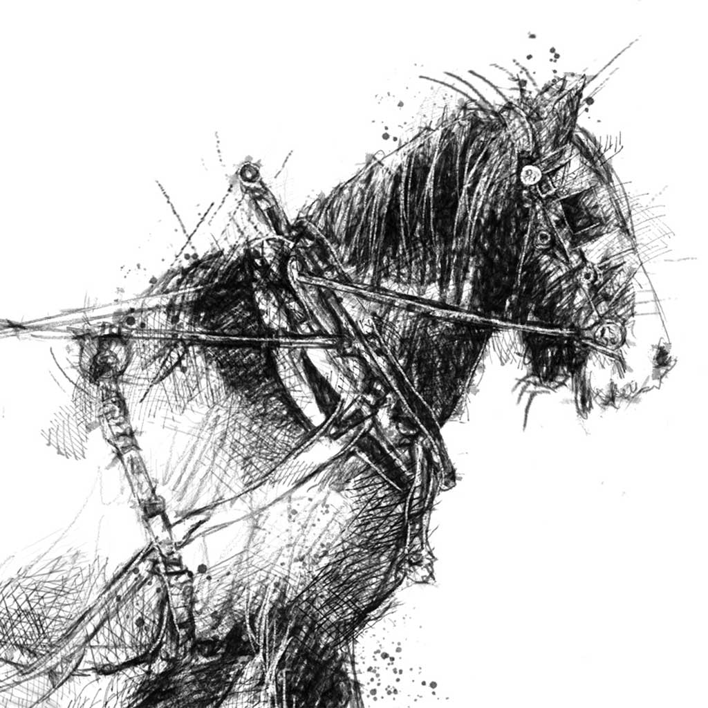 Shire horse
