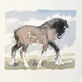Shire foal original mini sketch