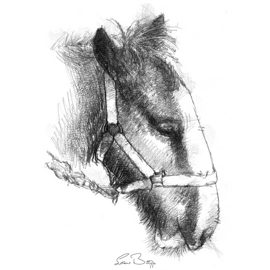 Shire foals