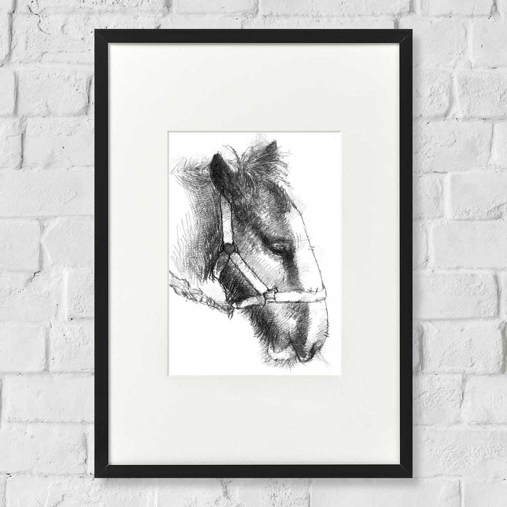 Shire foals