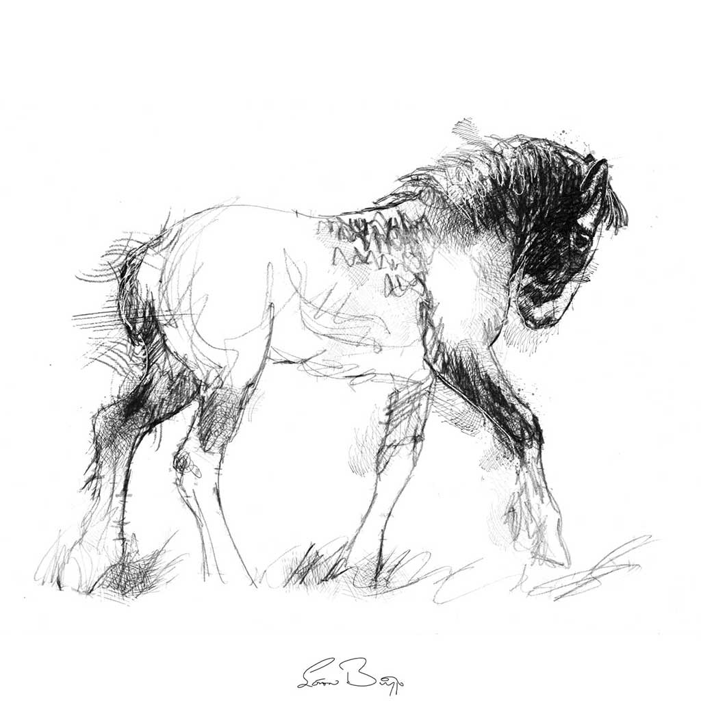 Shire foal