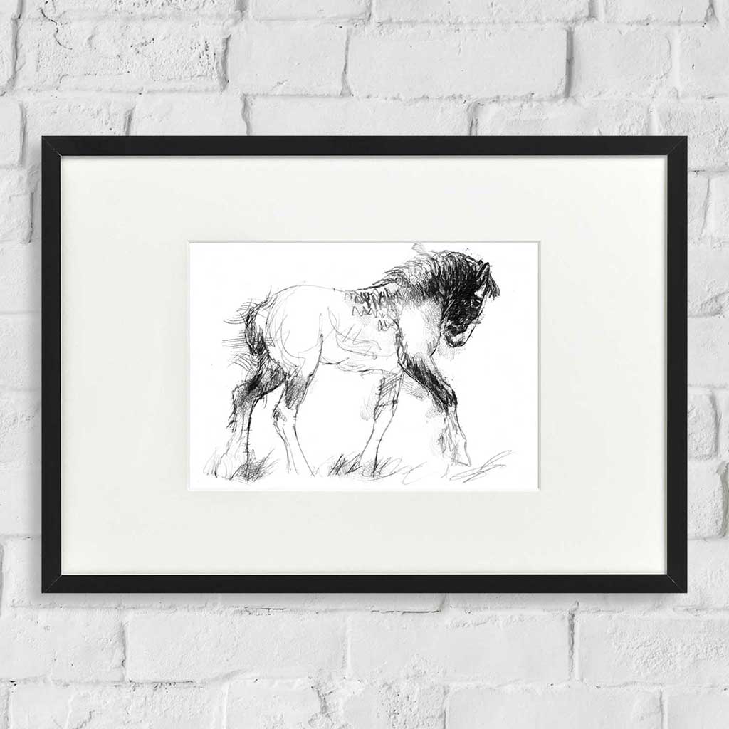 Shire foal