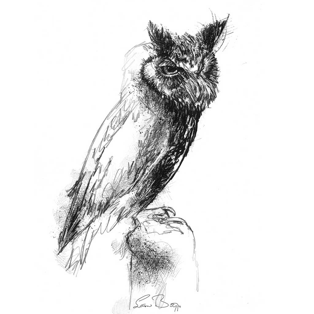 Scops owl