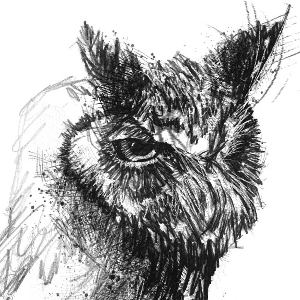 Scops owl