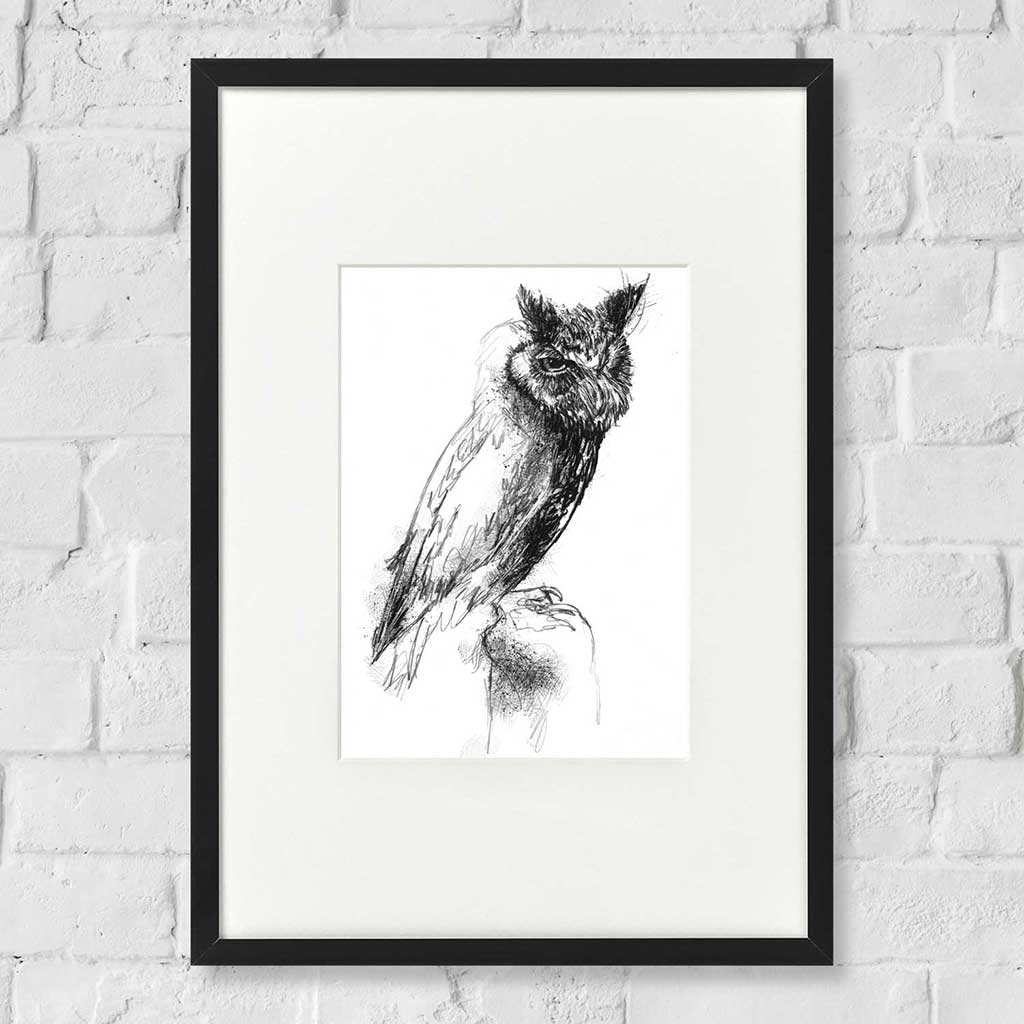 Scops owl