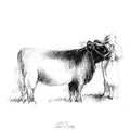 Prize bull