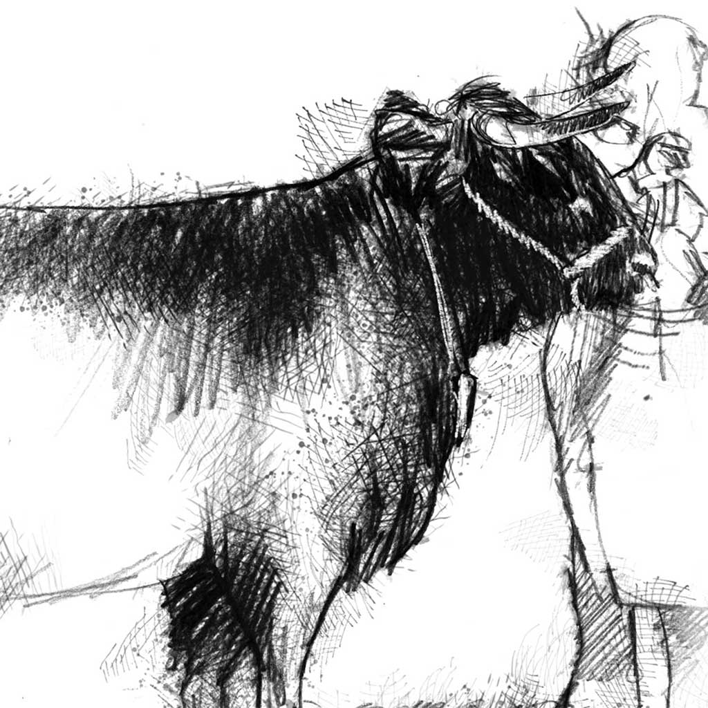 Prize bull