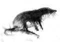 Shrew