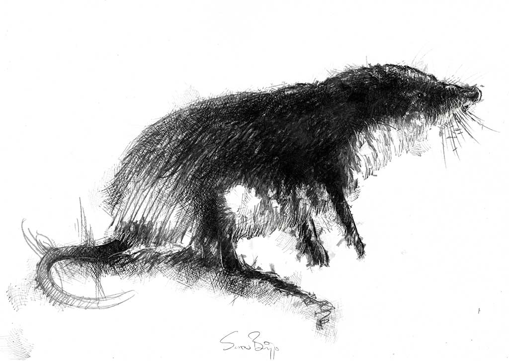 Shrew