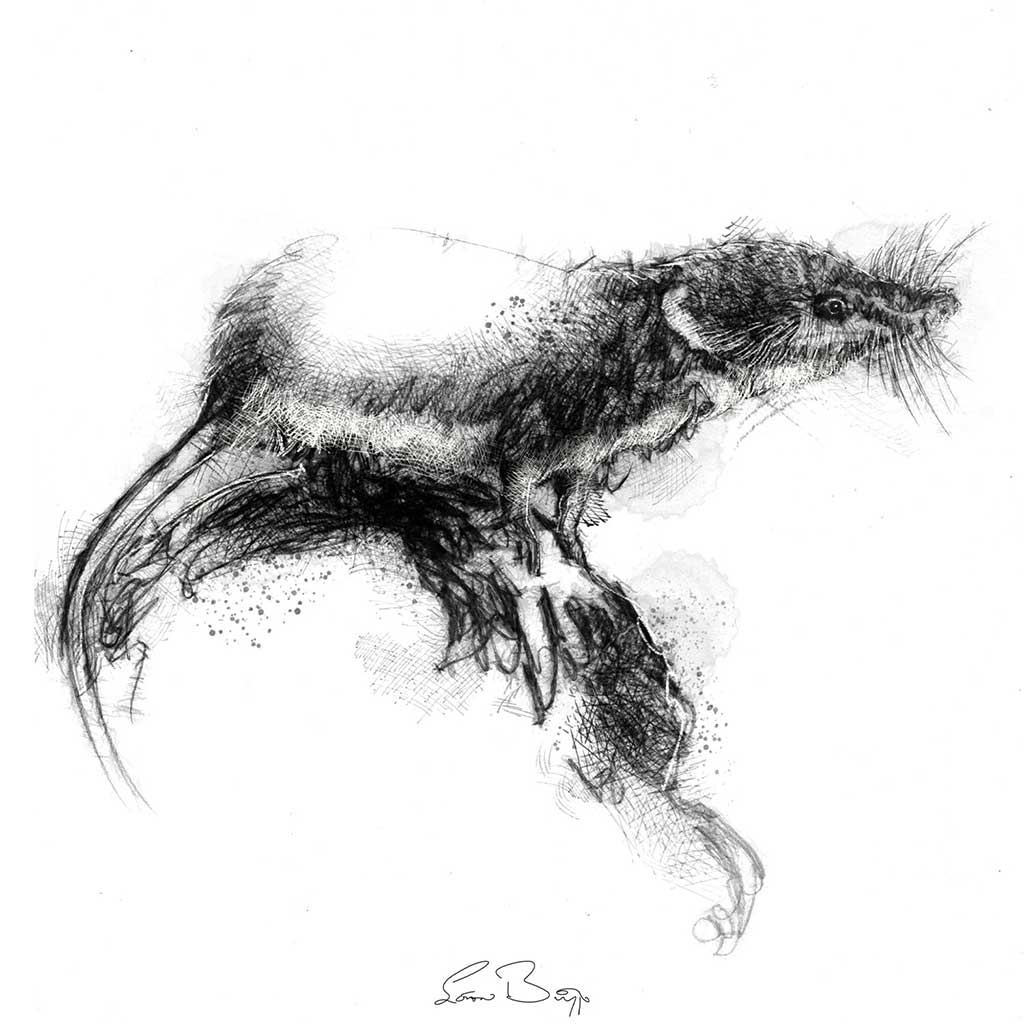 Shrew