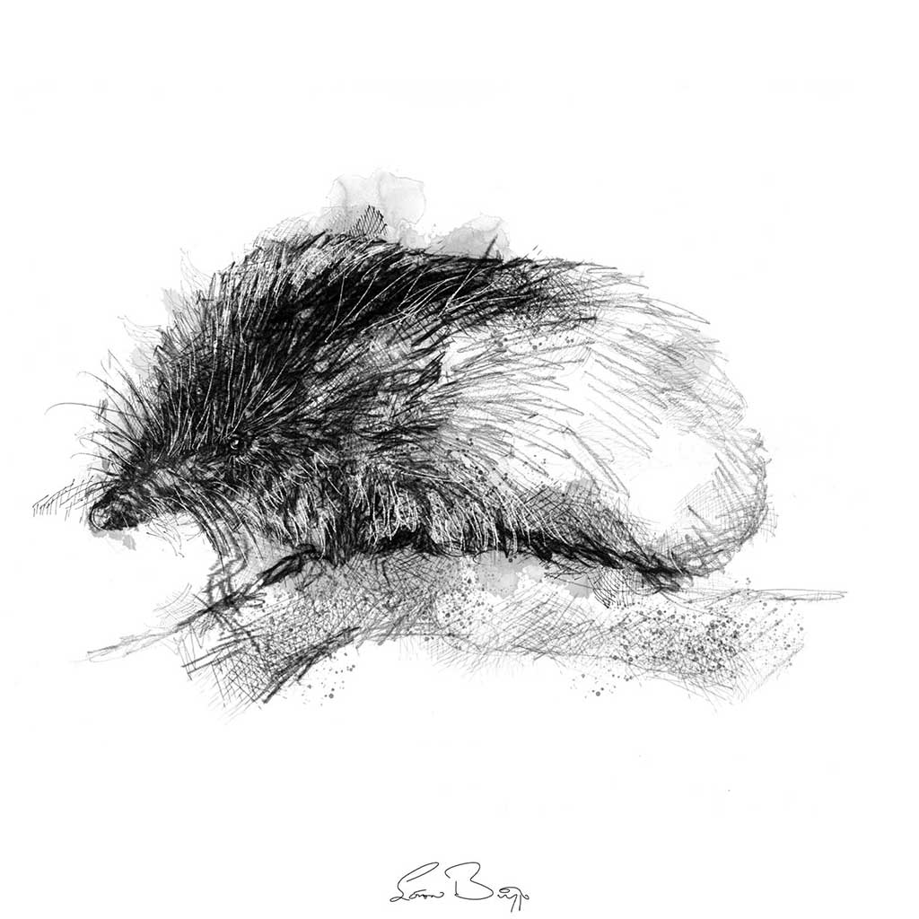 Shrew