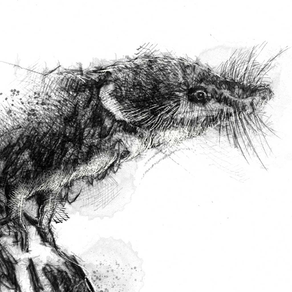 Shrew