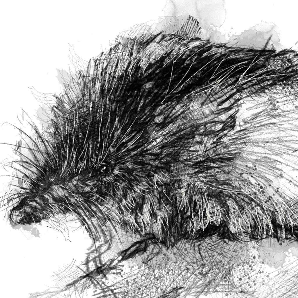 Shrew