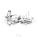 Swan and signets