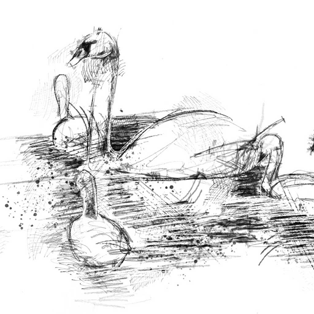 Swan and signets