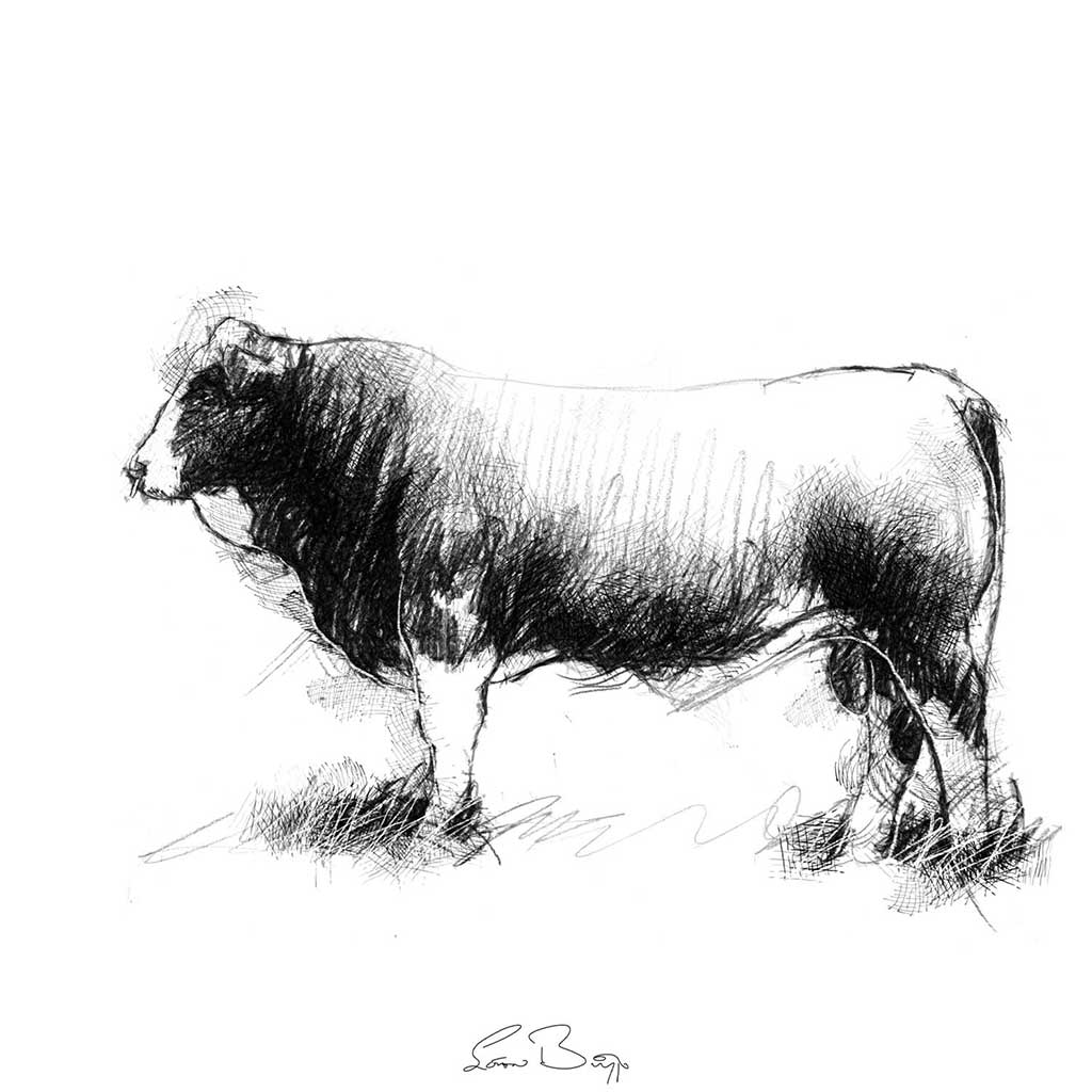 Simmental bull