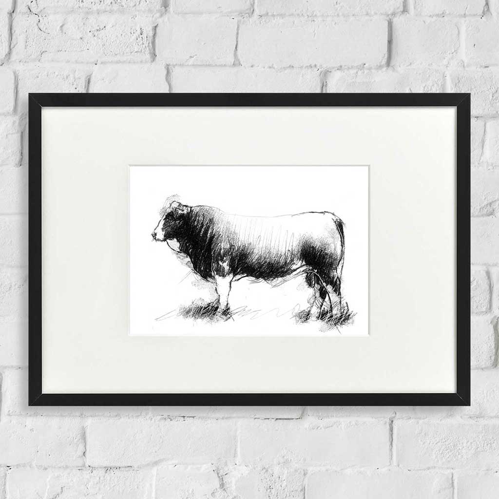 Simmental bull