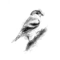 Siskin - BW Sketch