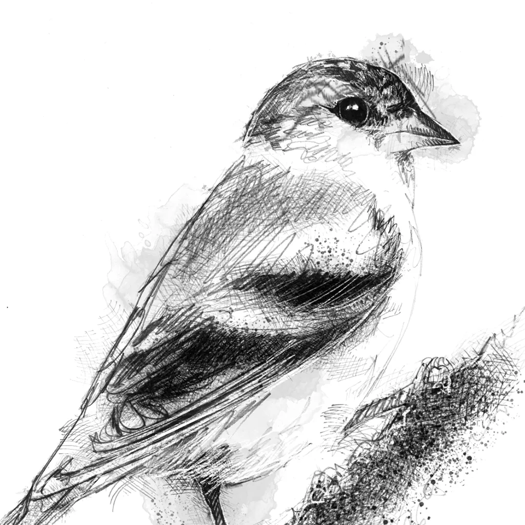 Siskin - BW Sketch