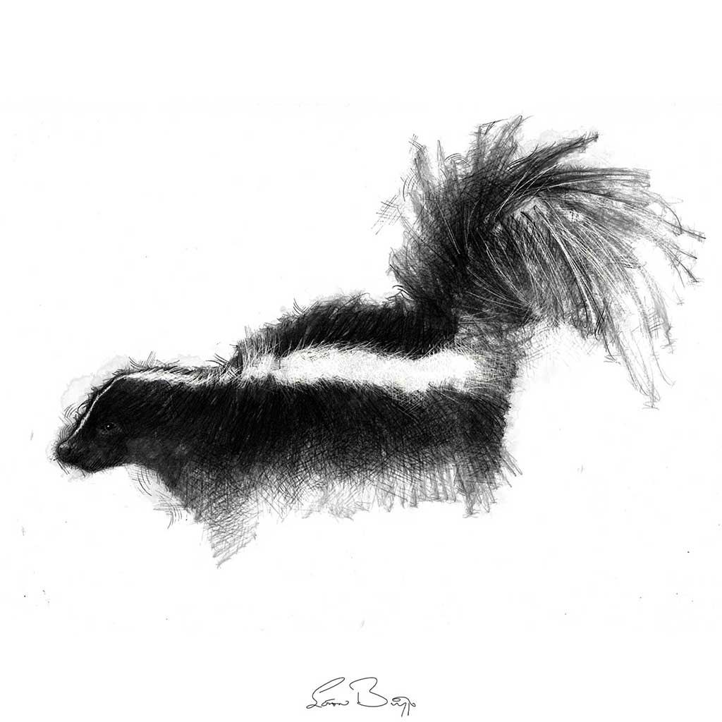 Skunk