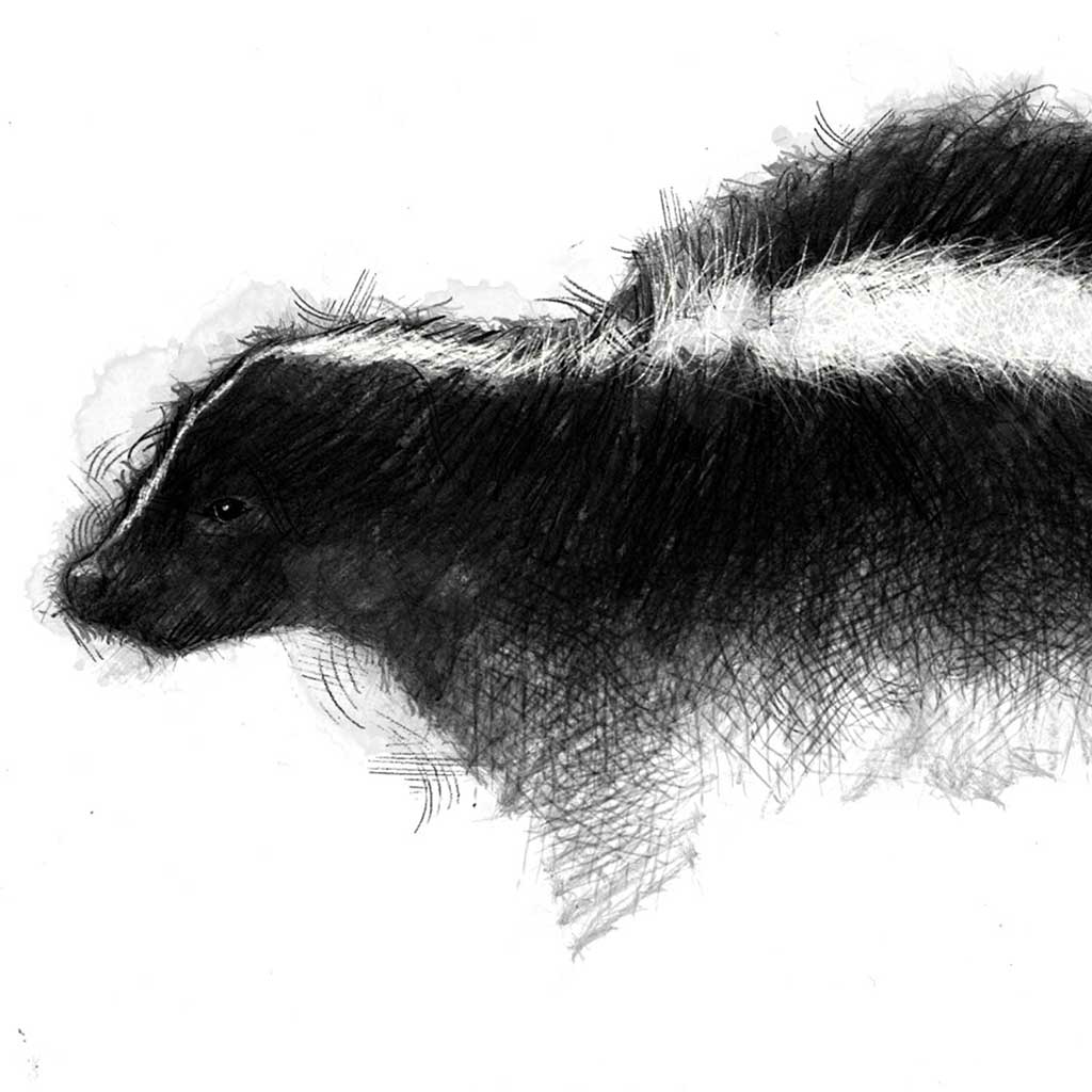 Skunk