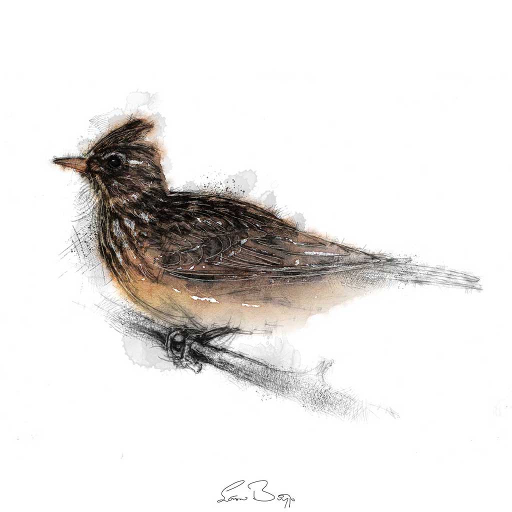 Skylark colour