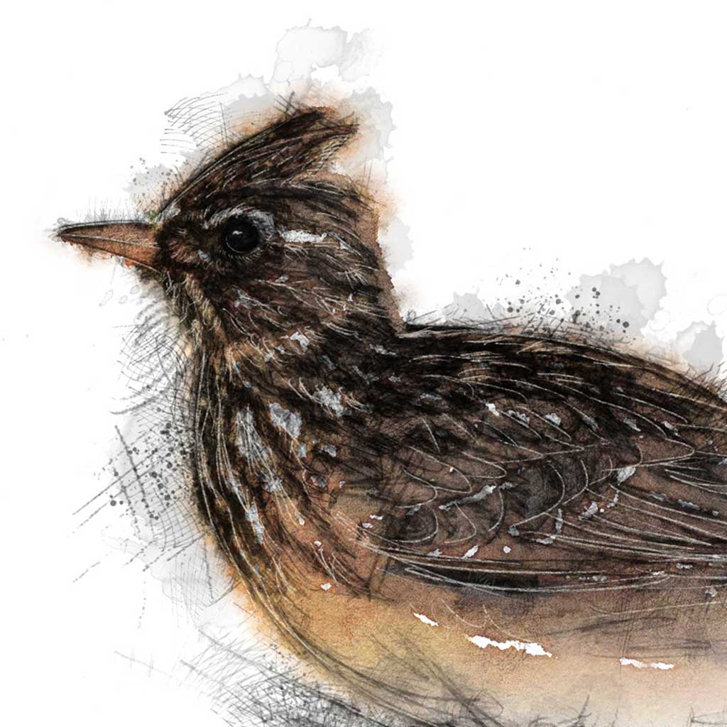 Skylark colour