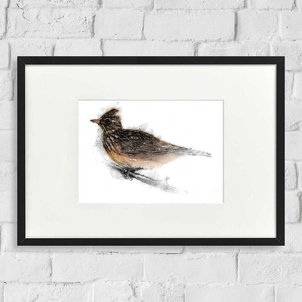 Skylark colour