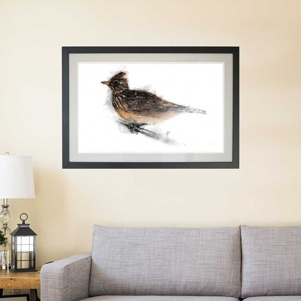 Skylark colour
