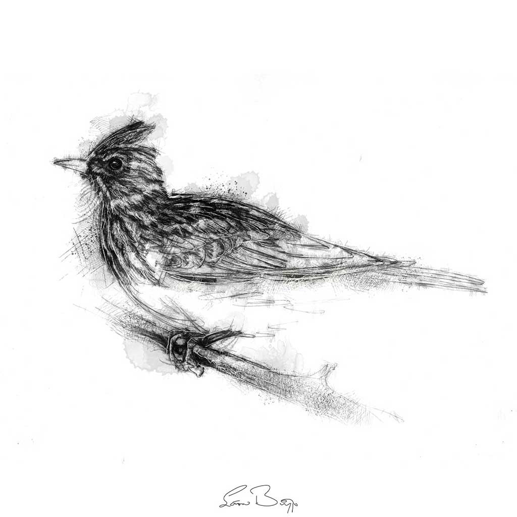 Skylark in winter