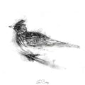 Skylark in winter