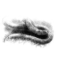 Slow worm - BW Sketch