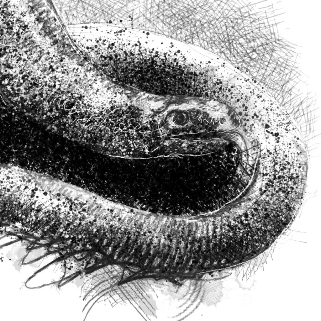 Slow worm - BW Sketch