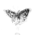 Small copper butterfly