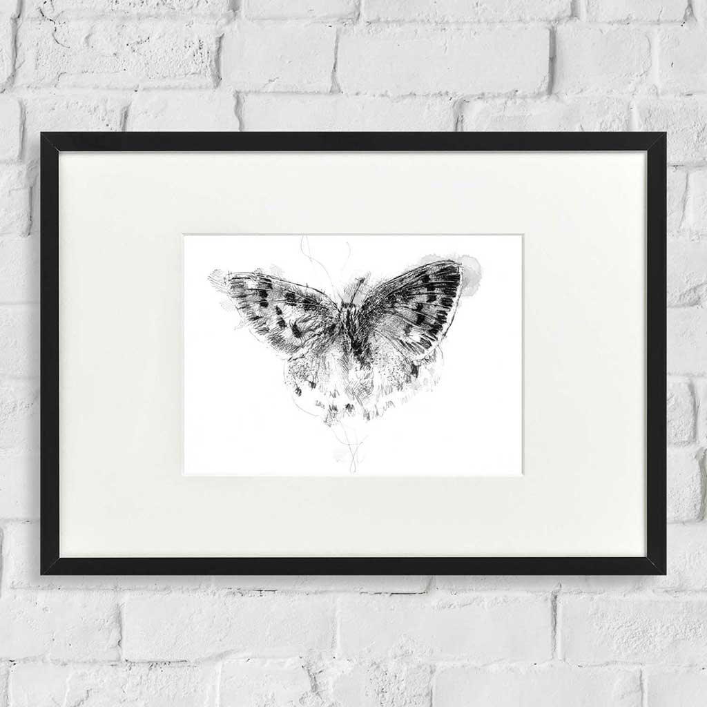 Small copper butterfly
