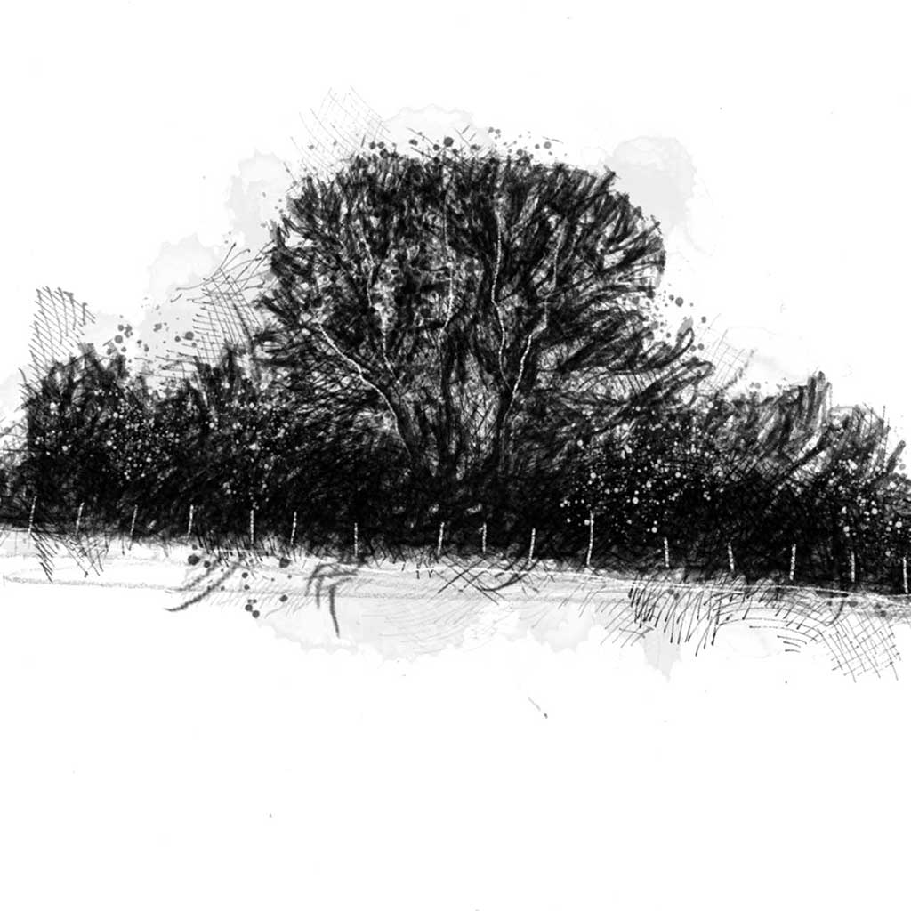 Small copse