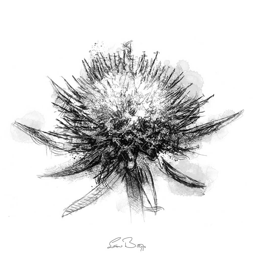 Small scabiosa