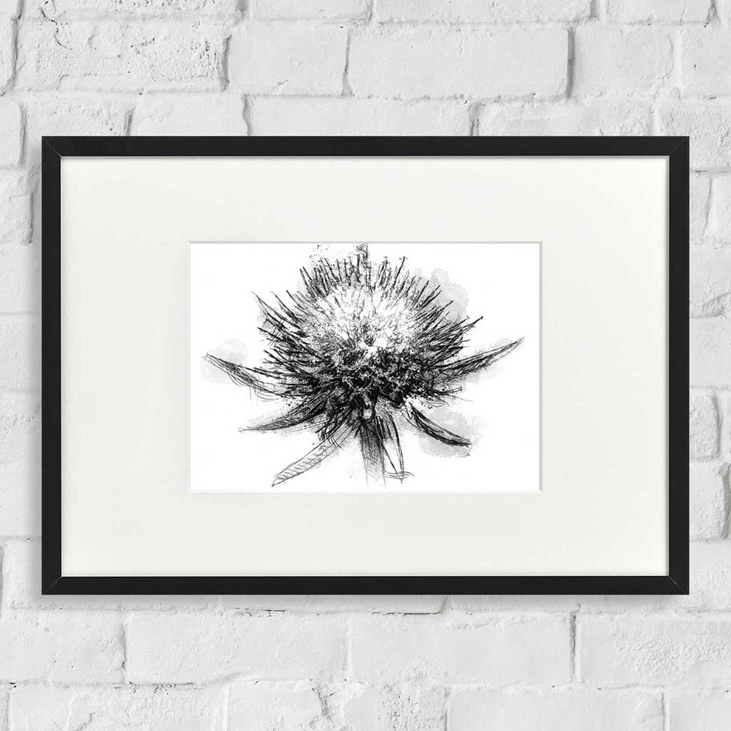 Small scabiosa