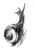 Garden snail