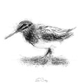 Snipe