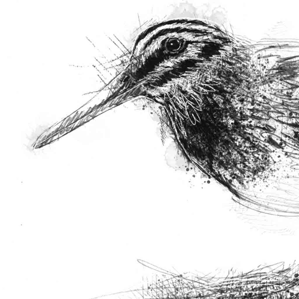 Snipe