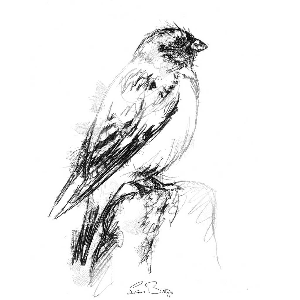 Snow bunting