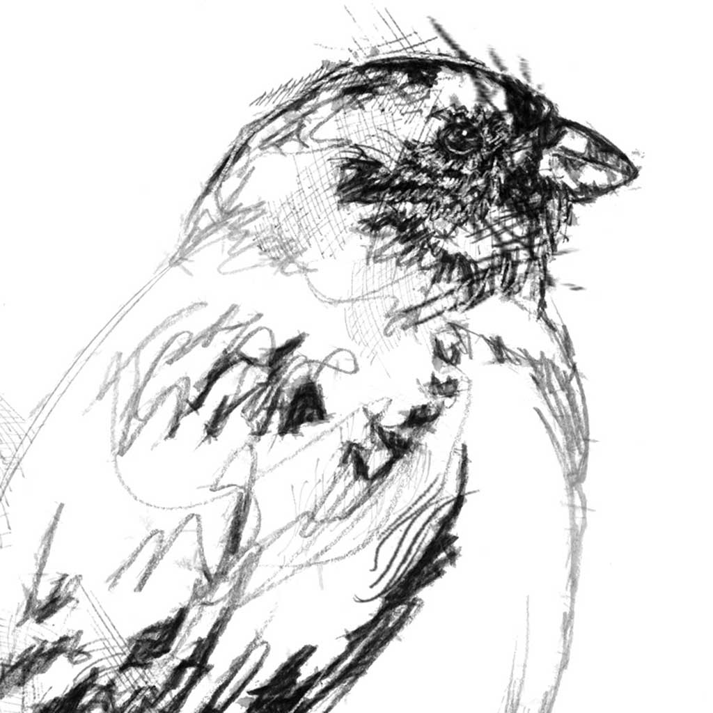 Snow bunting